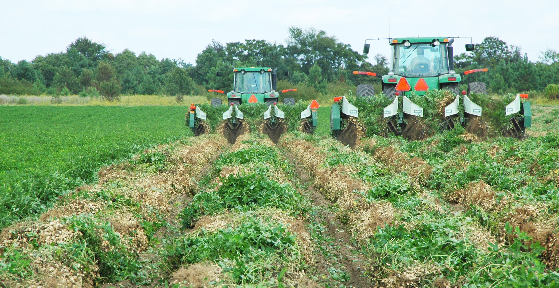 Two green tractors digging peanuts out of the rows at Rogers Bros Farm