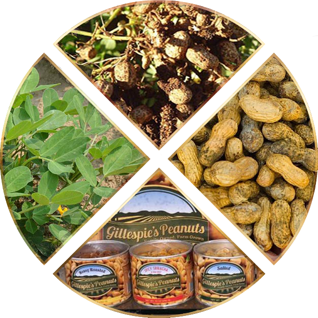 Peanut plants, freshly dug peanuts, shelled peanuts and Gillespie's cans